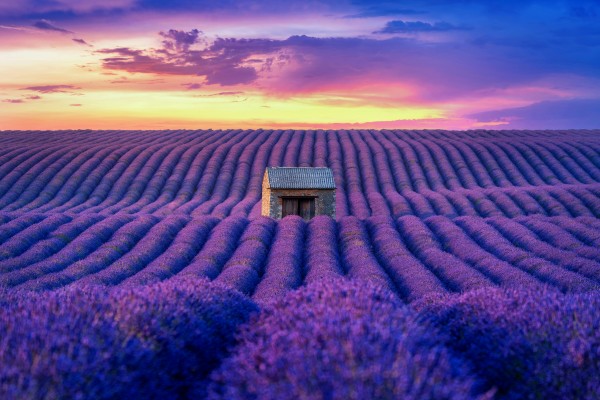 beautiful lavender field at sunset