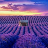 beautiful-lavender-field-at-sunset