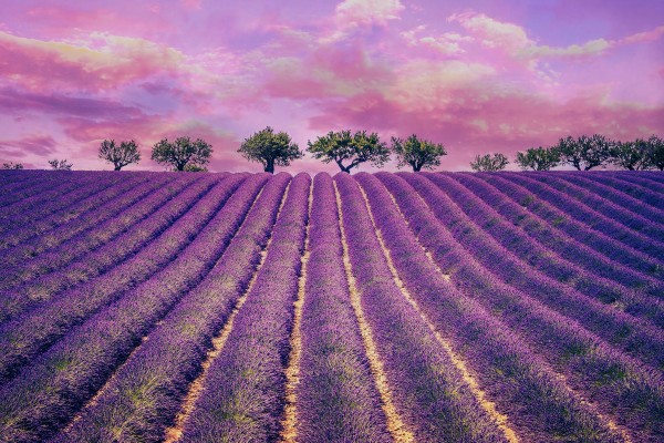 beautiful lavender field with cloudy sky france europe