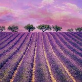 beautiful-lavender-field-with-cloudy-sky-france-europe