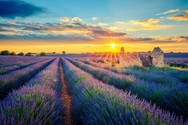 french-lavender-field-at-sunset.jpg