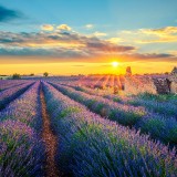 french-lavender-field-at-sunset