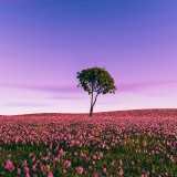 a-chosen-soul-rOrrTDr2edU-unsplash