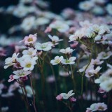 chi-pham-8uT6dwcLwKE-unsplash