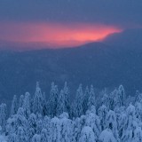 daniel-mirlea-g0nSNSlOmzU-unsplash