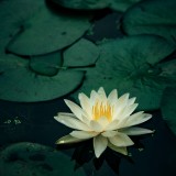 seele-an-TM6ANzNlA70-unsplash